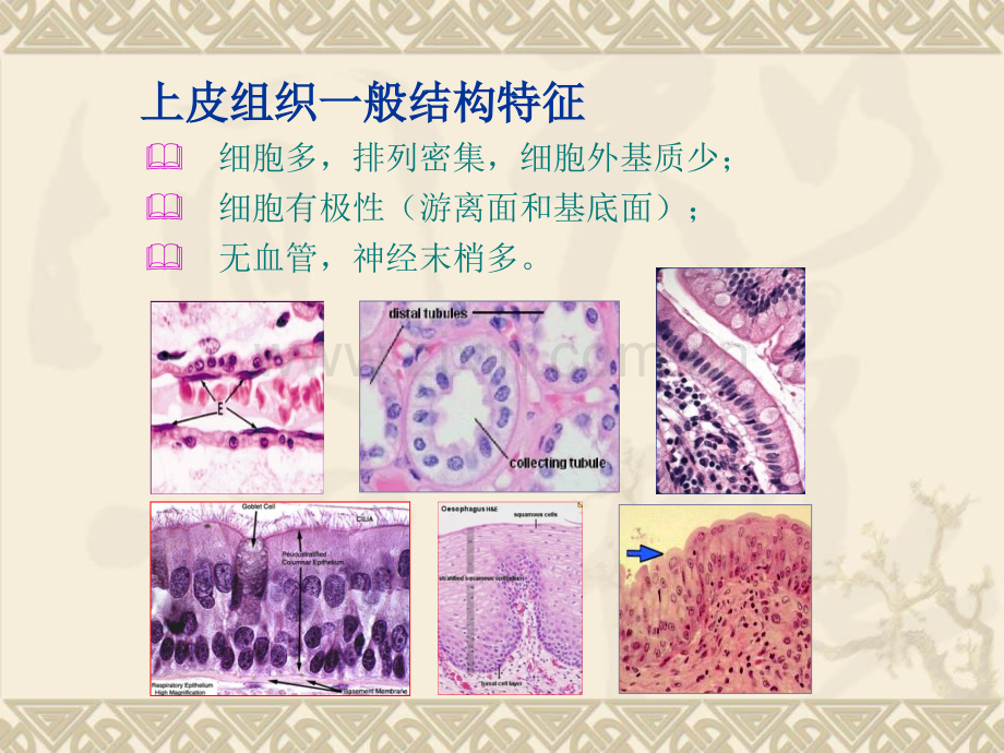五年制上皮组织.pptx_第2页
