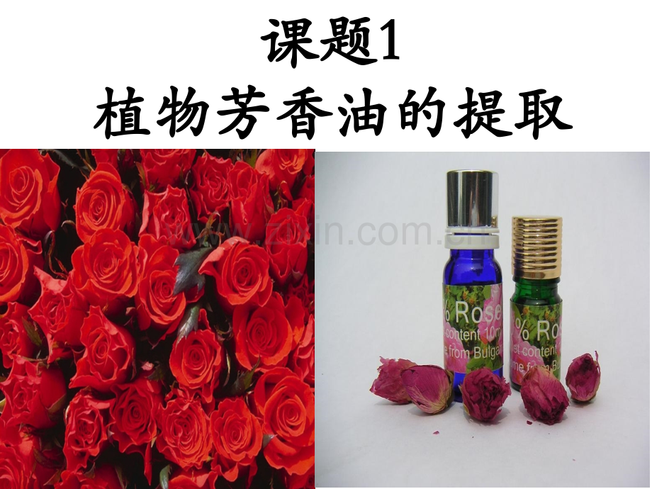 专题6-植物有效成分的提取.pptx_第1页