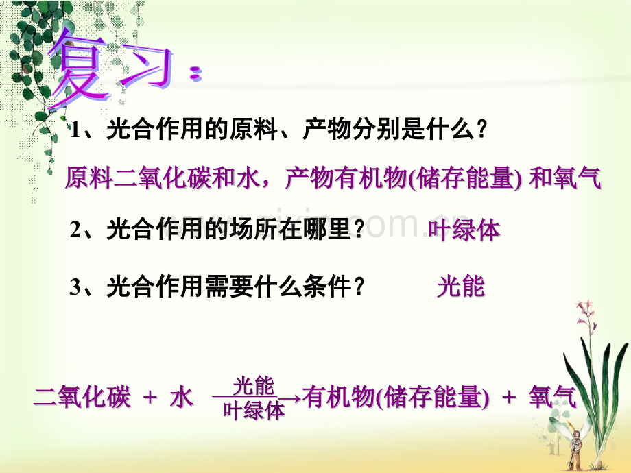 八年级生物上册植物的呼吸作用苏教版概况.pptx_第1页