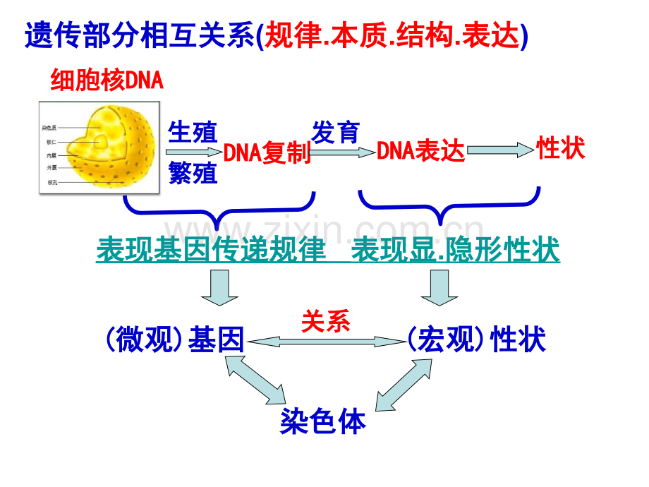 人教版教学高三一轮复习遗传规律复习课时.pptx_第2页
