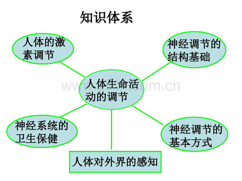 5总人体生命活动的调节复习.pptx_第2页