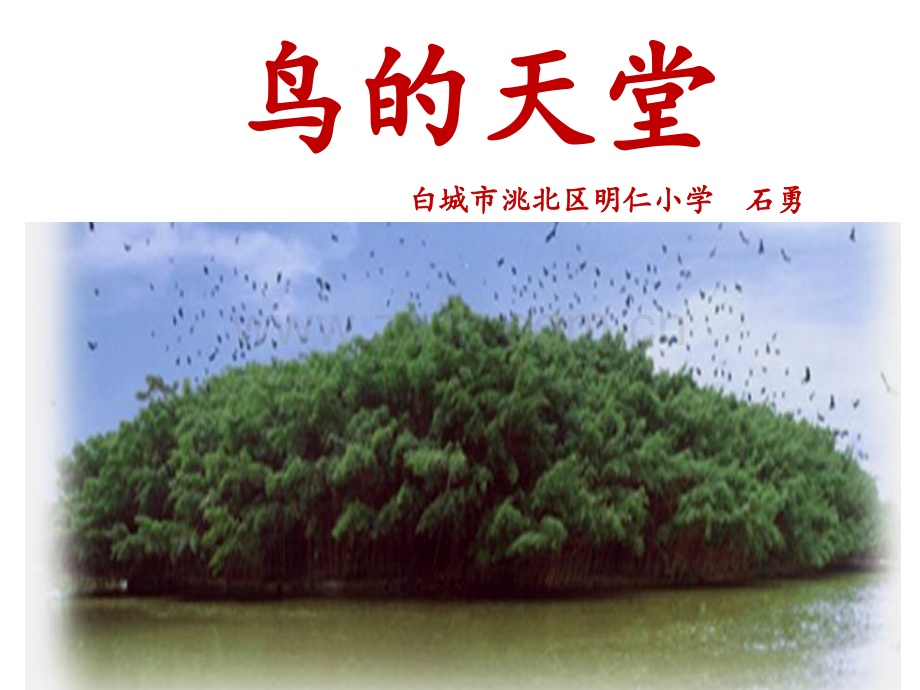 44鸟的天堂时.pptx_第1页