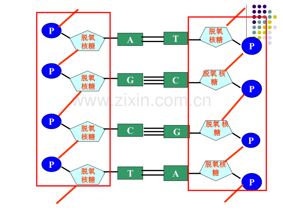 人教版教学有关DNA中碱基计算专题.pptx_第2页