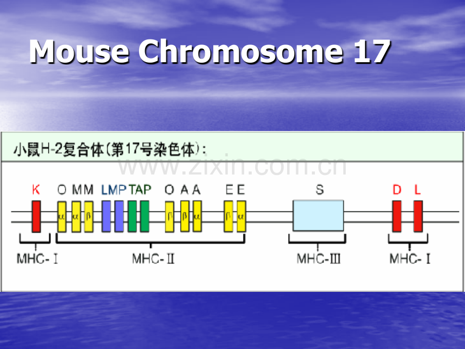 主要组织相容性复合物07.pptx_第2页