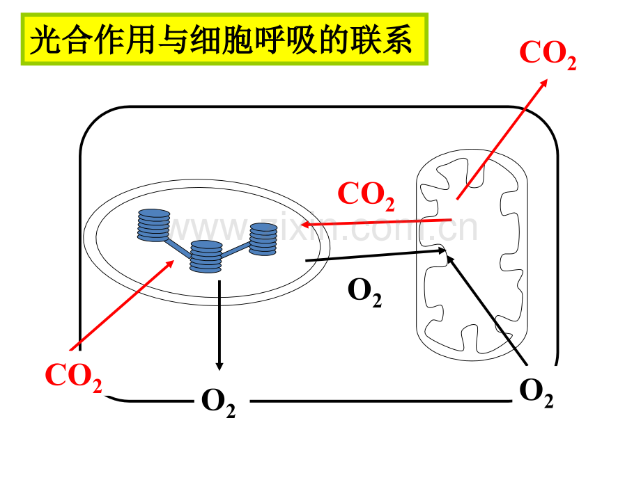 光合作用和呼吸作用专题之氧气和二氧化碳浓度变化.pptx_第2页