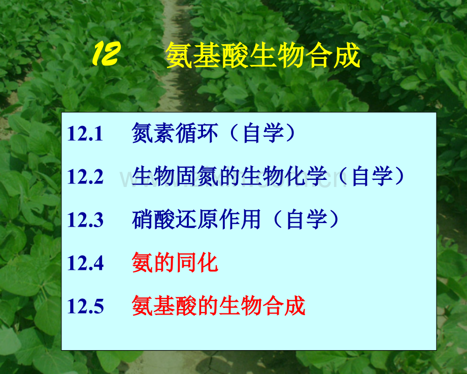 SL-12氨基酸的生物合成农.pptx_第2页