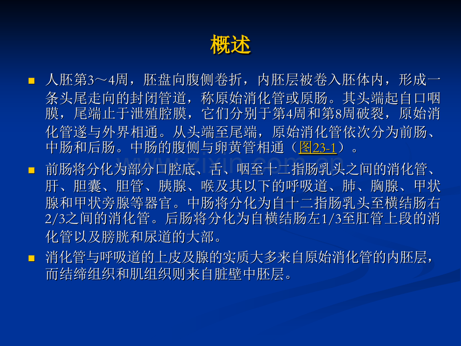 23消化系统和呼吸系统的发生.pptx_第2页