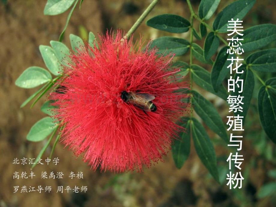 全花雄花退化的雌蕊.pptx_第1页
