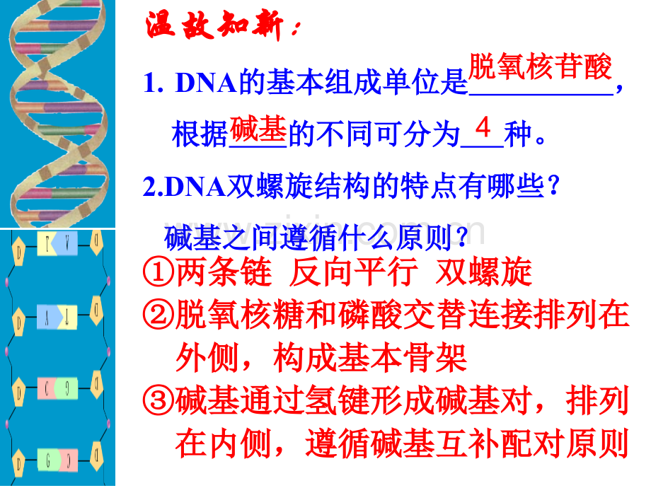 人教版DNA复制.pptx_第1页