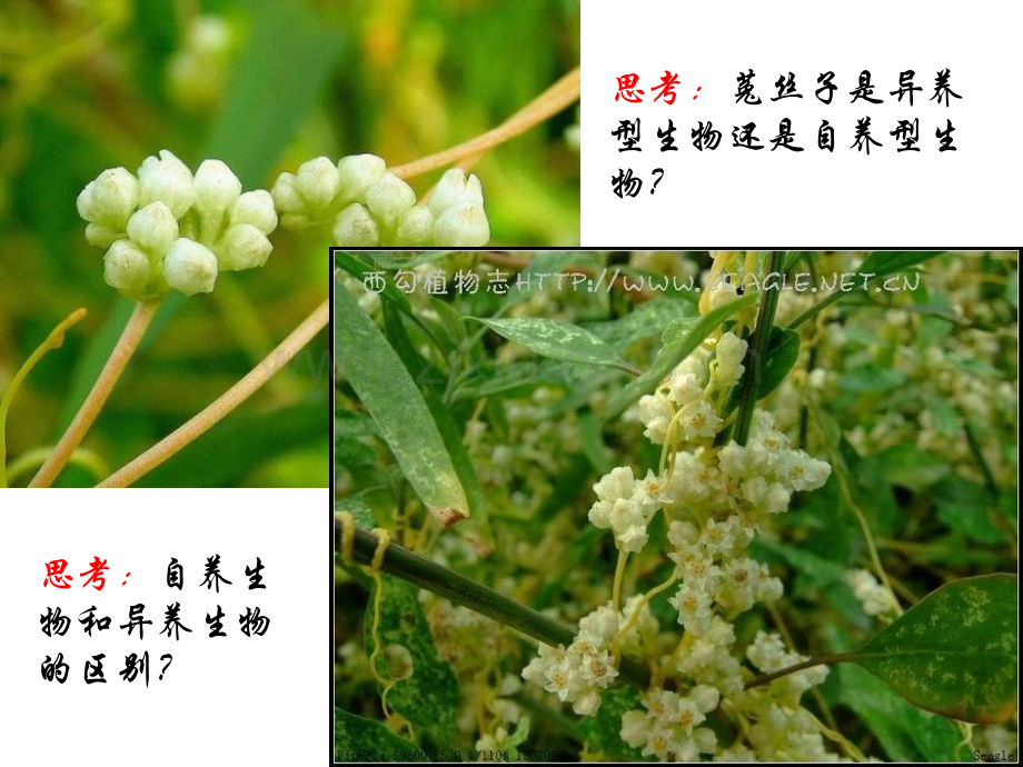 光合作用文科.pptx_第1页