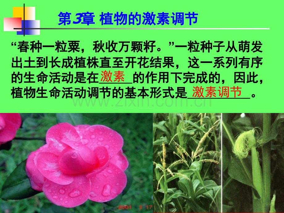 人教版教学必修三稳态与环境植物的激素调节.pptx_第1页