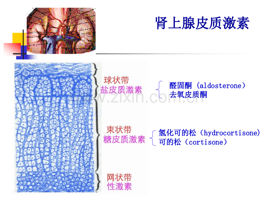 临床药理学肾上腺皮质激素的临床应用.pptx_第2页