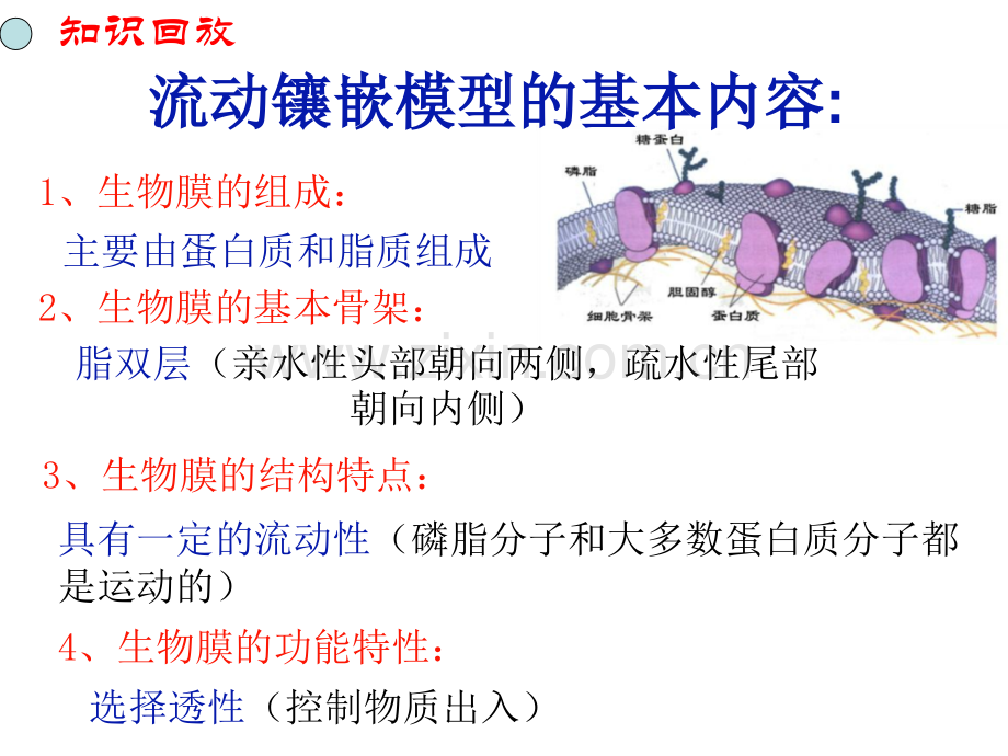 32物质出入细胞的方式.pptx_第2页