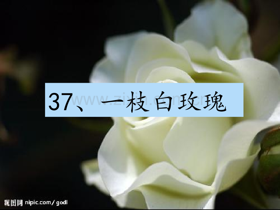 37一枝白玫瑰.pptx_第1页