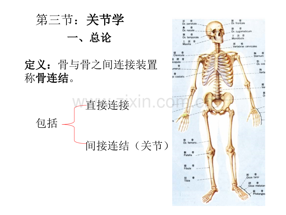 4骨连接new.pptx_第1页