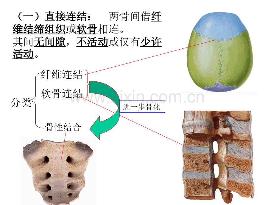 4骨连接new.pptx_第2页