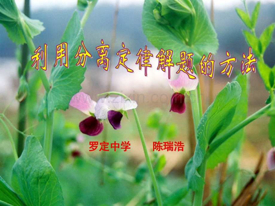 人教版教学广东省生物科复习分离定律的应用.pptx_第1页