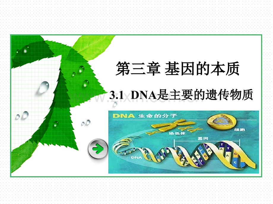 31-DNA是主要的遗传物质.pptx_第1页