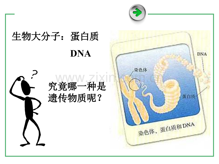 31-DNA是主要的遗传物质.pptx_第2页