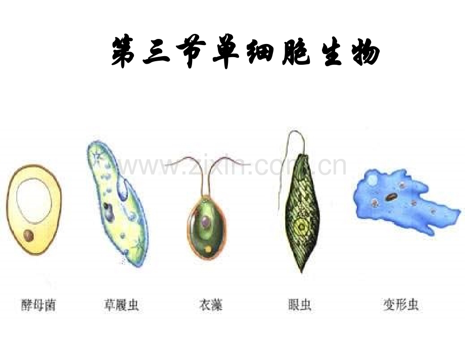 七年级生物--单细胞生物.pptx_第1页