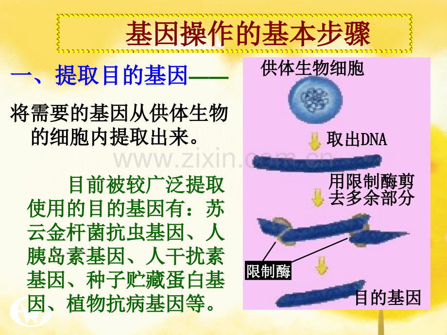 人教版名校联盟山东省新泰市第二中学2011生物12基因工程基本操作程序.pptx_第2页