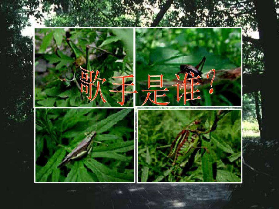 人教版初中语文绿色蝈蝈.pptx_第1页