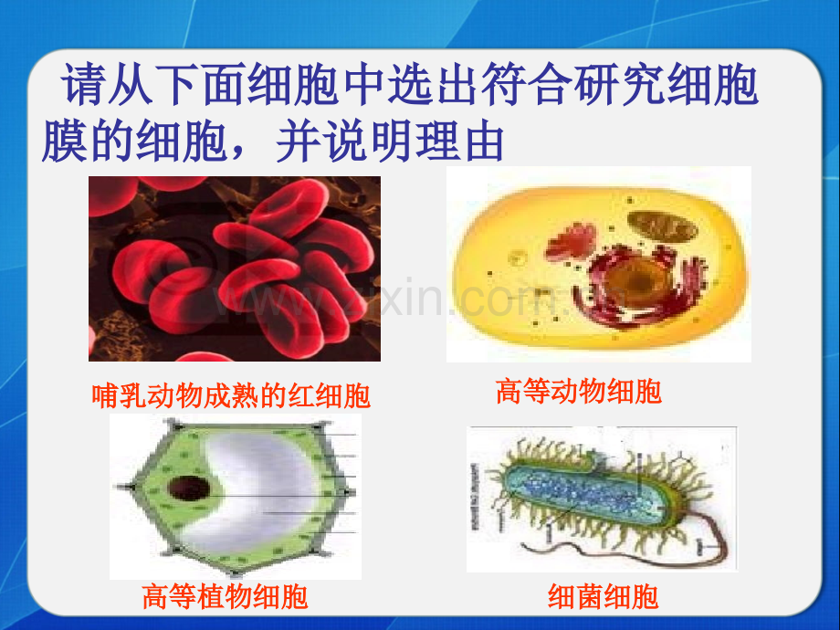 人教版教学素材吉林省集安市第一中学高一生物必修一细胞膜系统边界-PPT课件.pptx_第2页