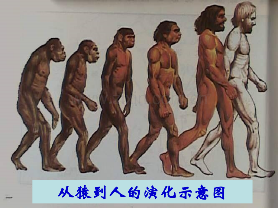 七年级历史上册中华大地远古人类北师大版.pptx_第2页