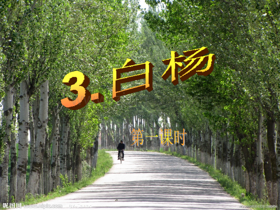 五年级语文下册3白杨.pptx_第1页