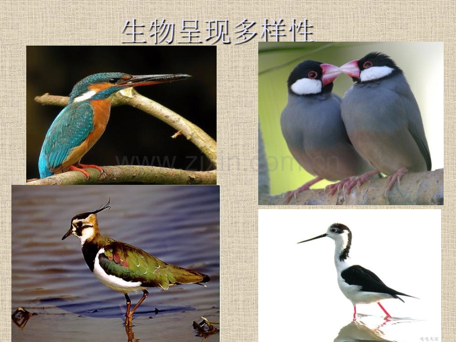 41基因指导蛋白质合成新人教版必修.pptx_第2页