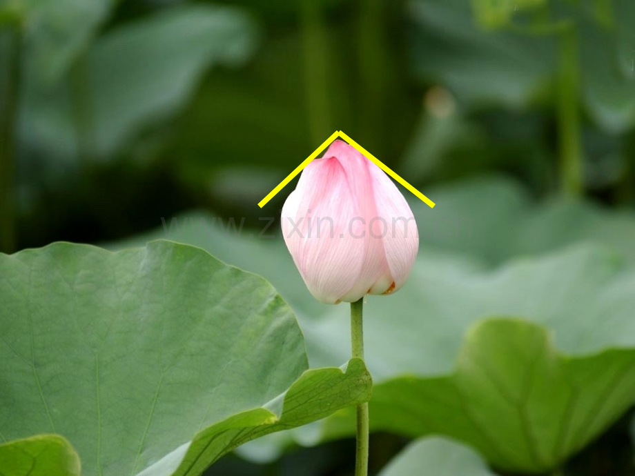 43角的量.pptx_第2页