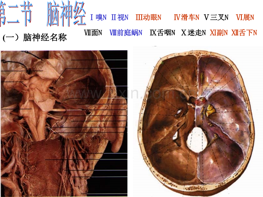 31脑神经概述.pptx_第1页