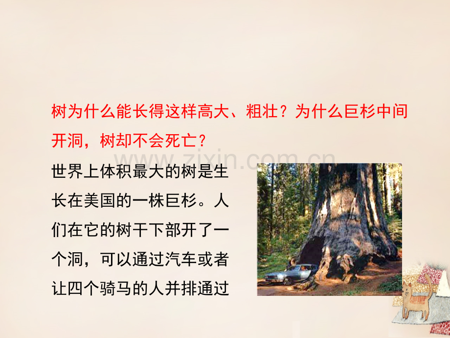 七年级生物上册55运输作用2北师大版.pptx_第2页