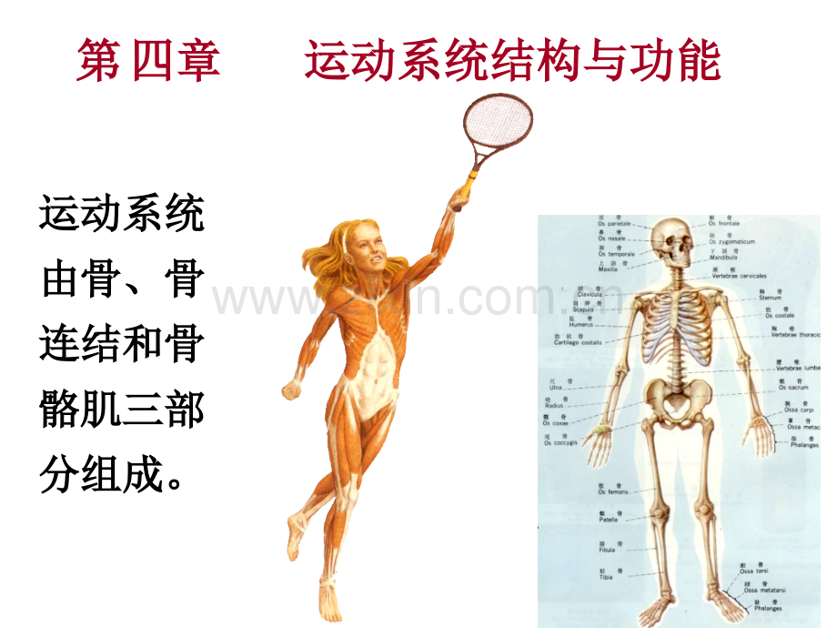 人体解剖生理学课件运动系统结构与功能.pptx_第1页