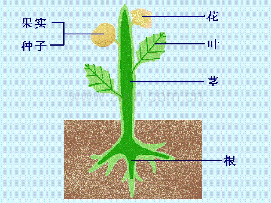 七年级科学花结构.pptx_第2页