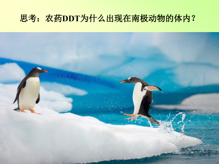 七年级生物上册2013人教版生物圈是大的生态系统.pptx_第2页