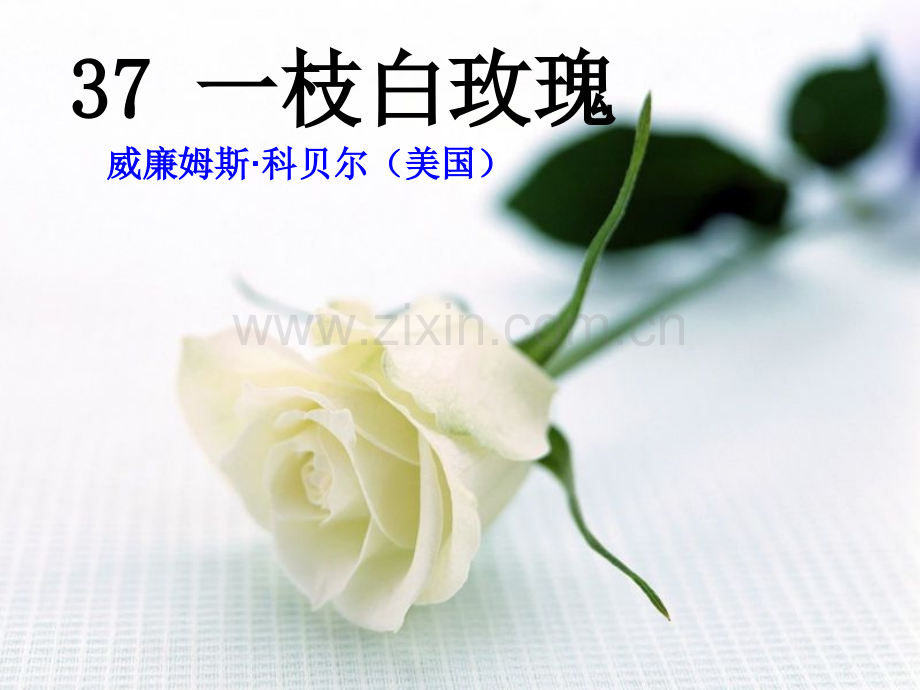 37一支白玫瑰.pptx_第1页