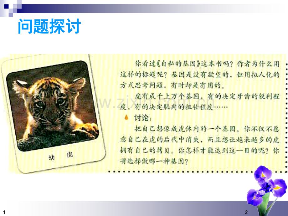 人教版教学辽宁省大连市十四中高中生物现代生物进化理论必修二.pptx_第2页