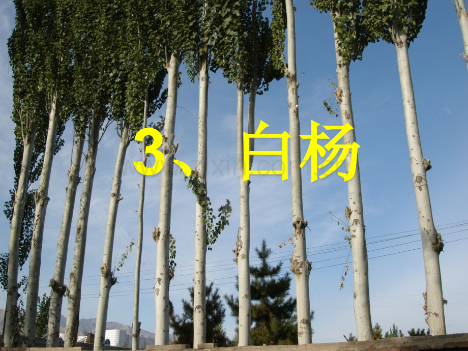 3白杨ppt修改后.pptx_第1页