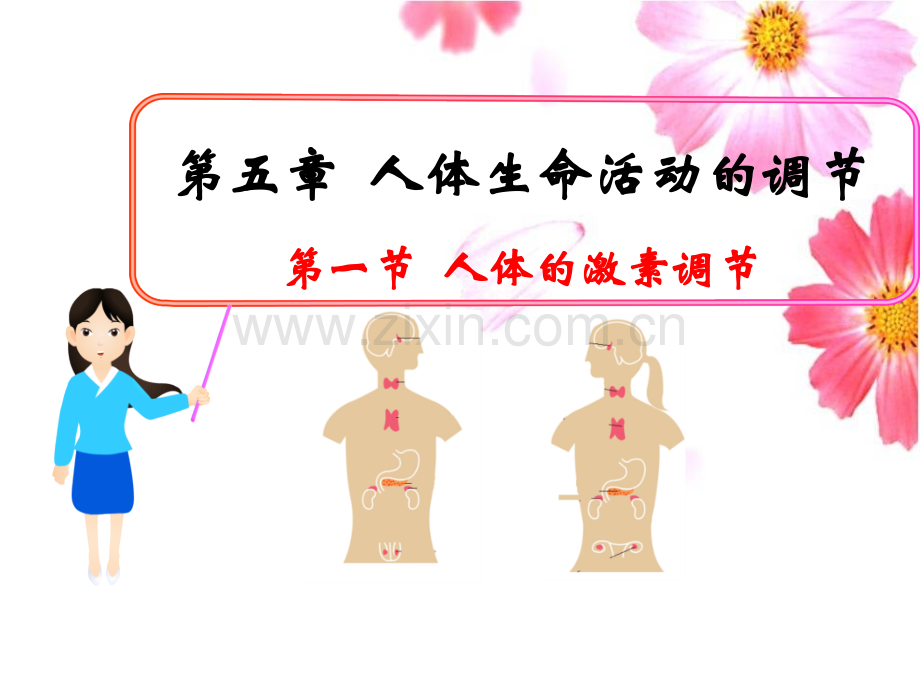 人体的激素调节优质课.pptx_第2页