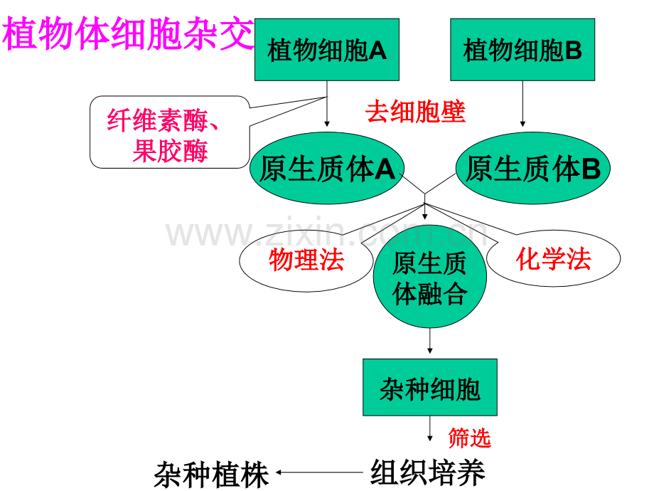 人教版教学动物细胞融合与单克隆抗体.pptx_第1页