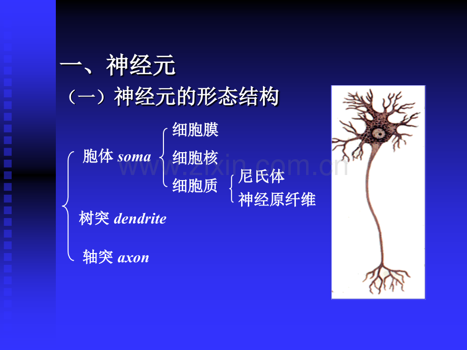 七神经组织.pptx_第2页