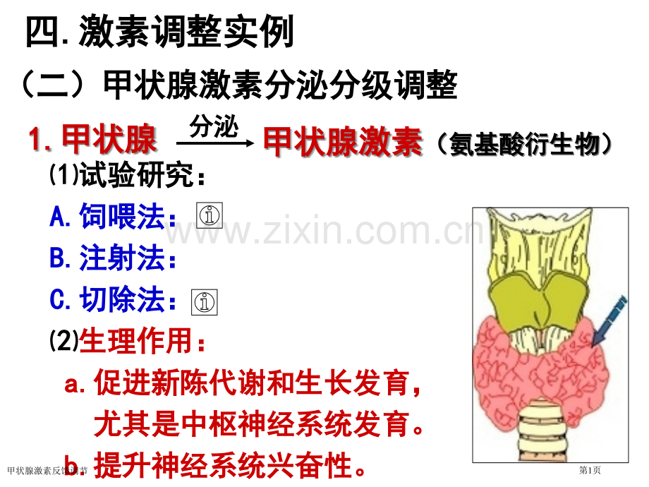 甲状腺激素反馈调节.pptx_第1页