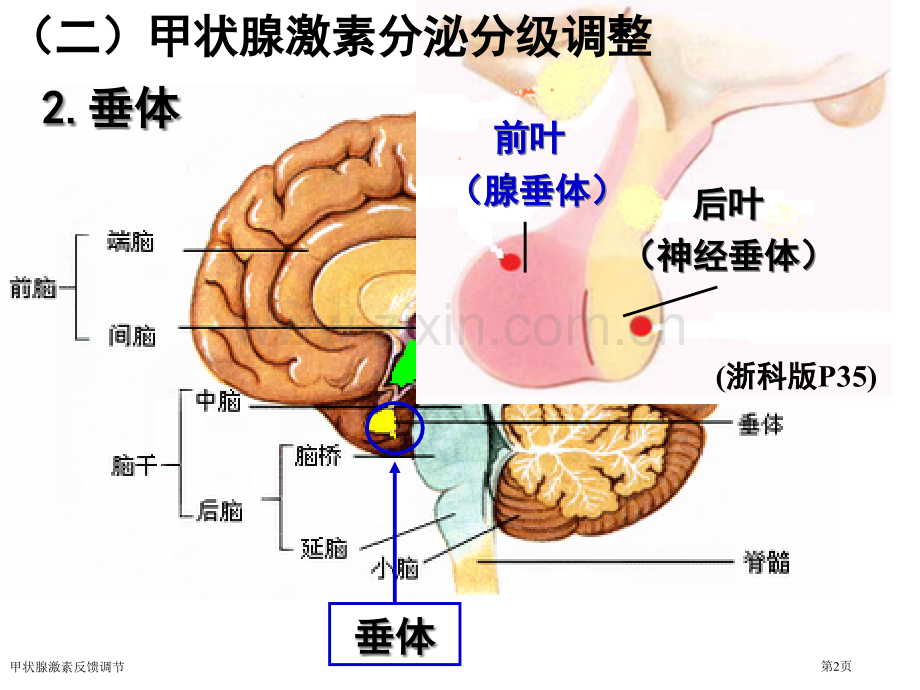 甲状腺激素反馈调节.pptx_第2页