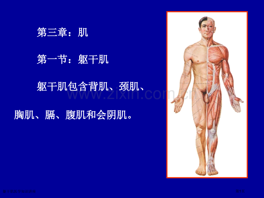 躯干肌医学知识讲座专家讲座.pptx_第1页