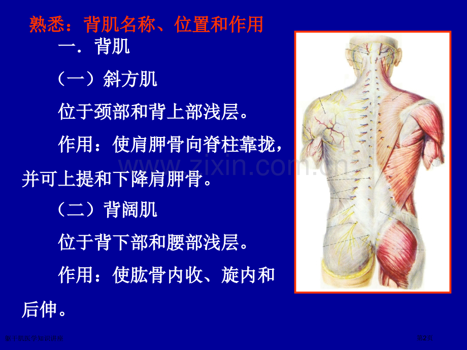 躯干肌医学知识讲座专家讲座.pptx_第2页