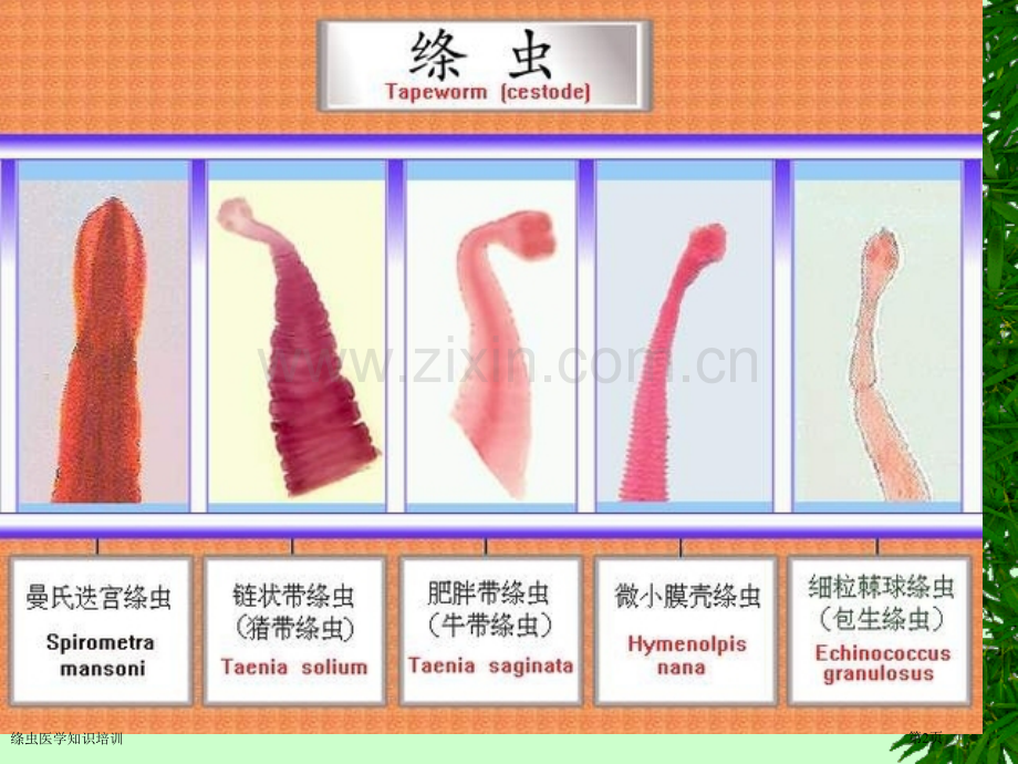 绦虫医学知识培训专家讲座.pptx_第2页