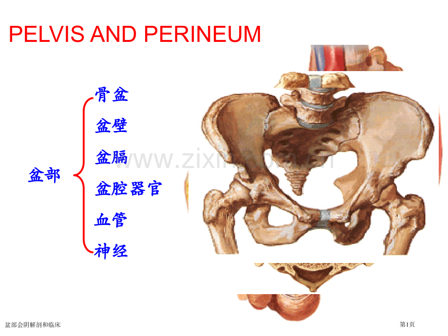 盆部会阴解剖和临床专家讲座.pptx_第1页