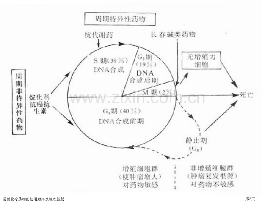 常见化疗药物的使用顺序及机理新版.pptx_第2页