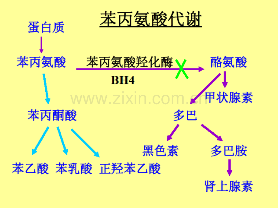 012苯丙酮尿症解析.pptx_第2页